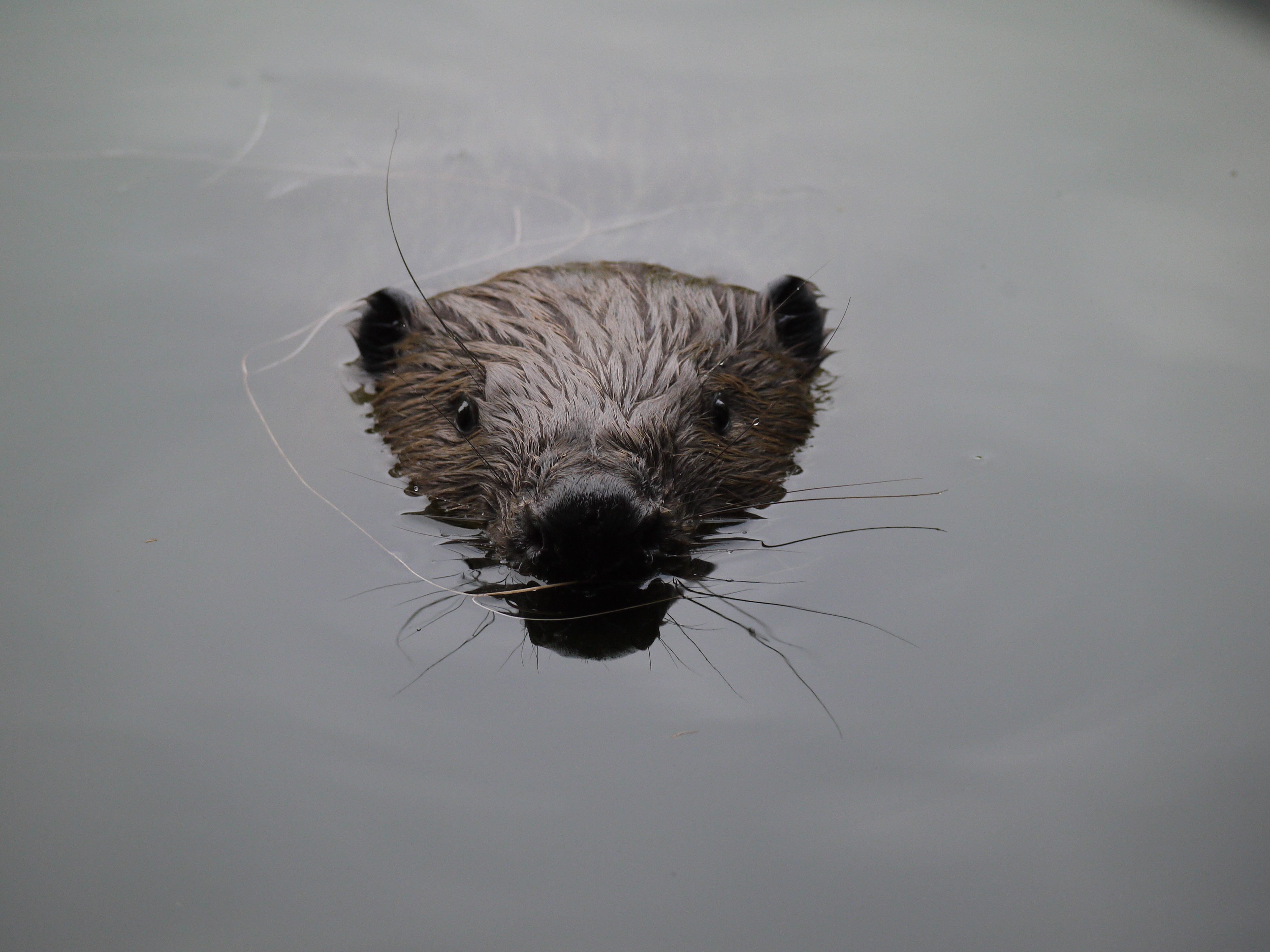 Define Bever Bever of beverrat? Zoek de verschillen | Zodion