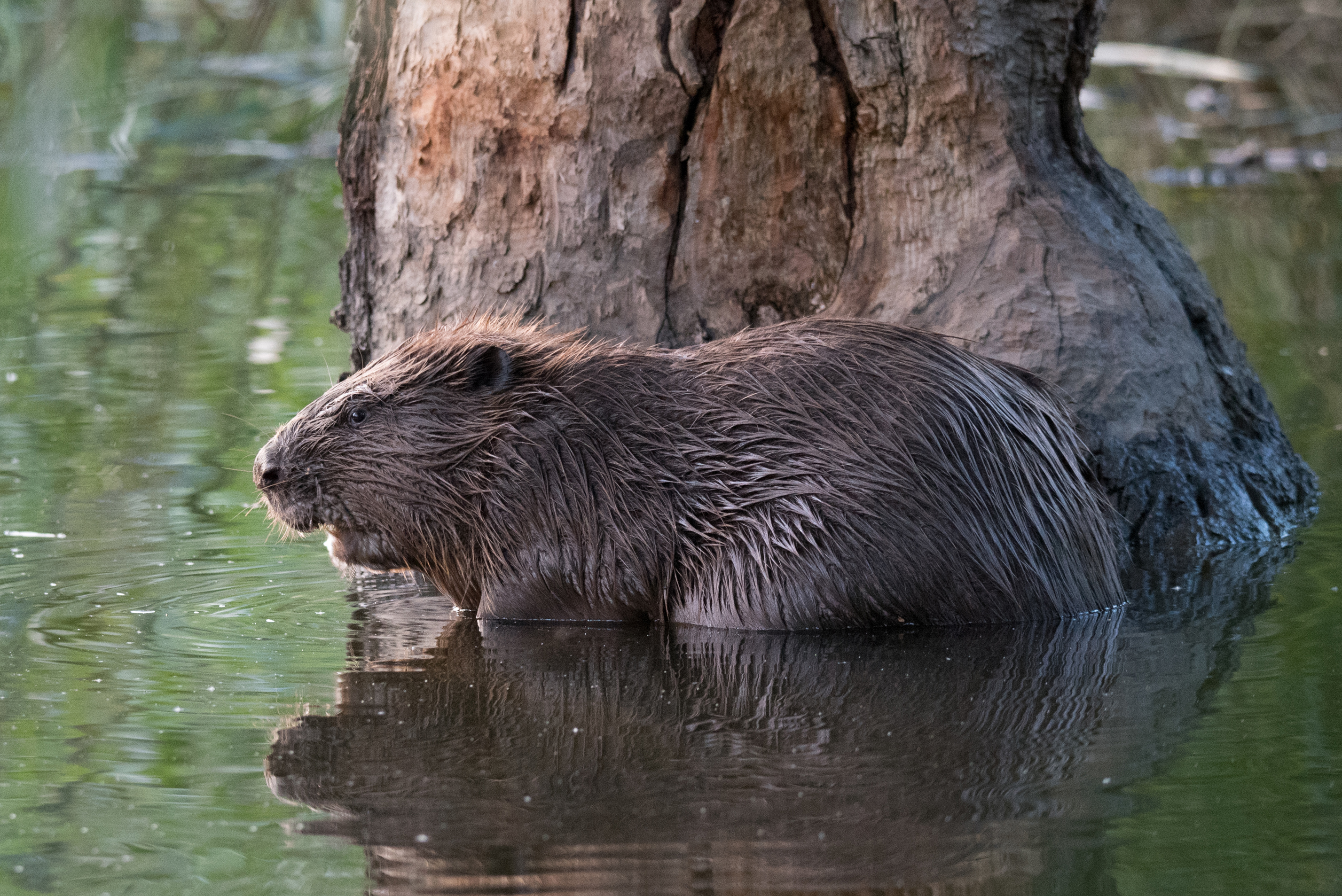 Bever | Zodion