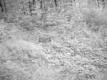Vulpes vulpes