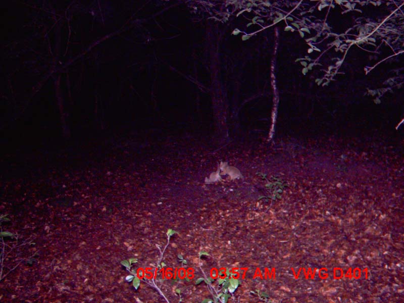 Vulpes vulpes