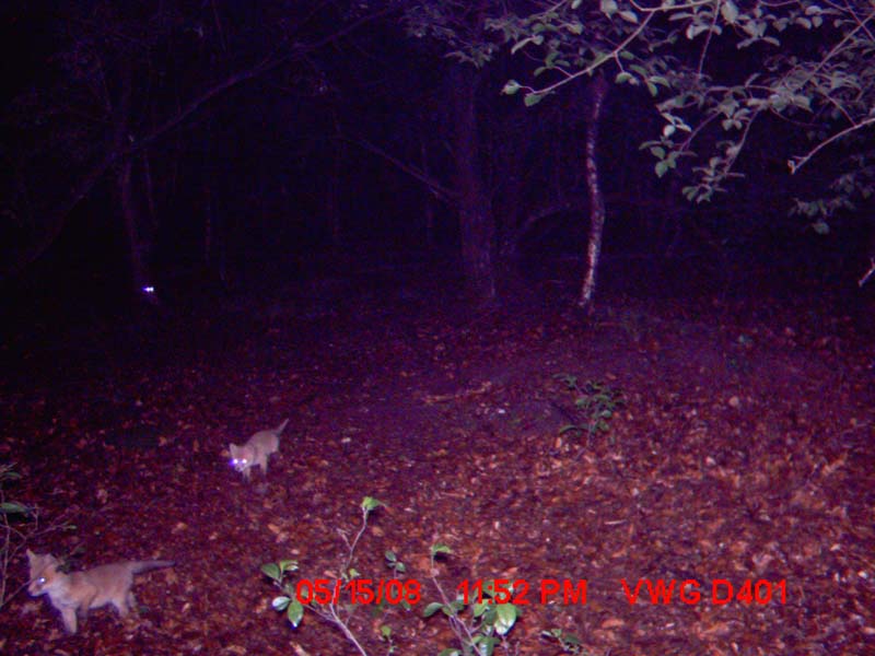 Vulpes vulpes
