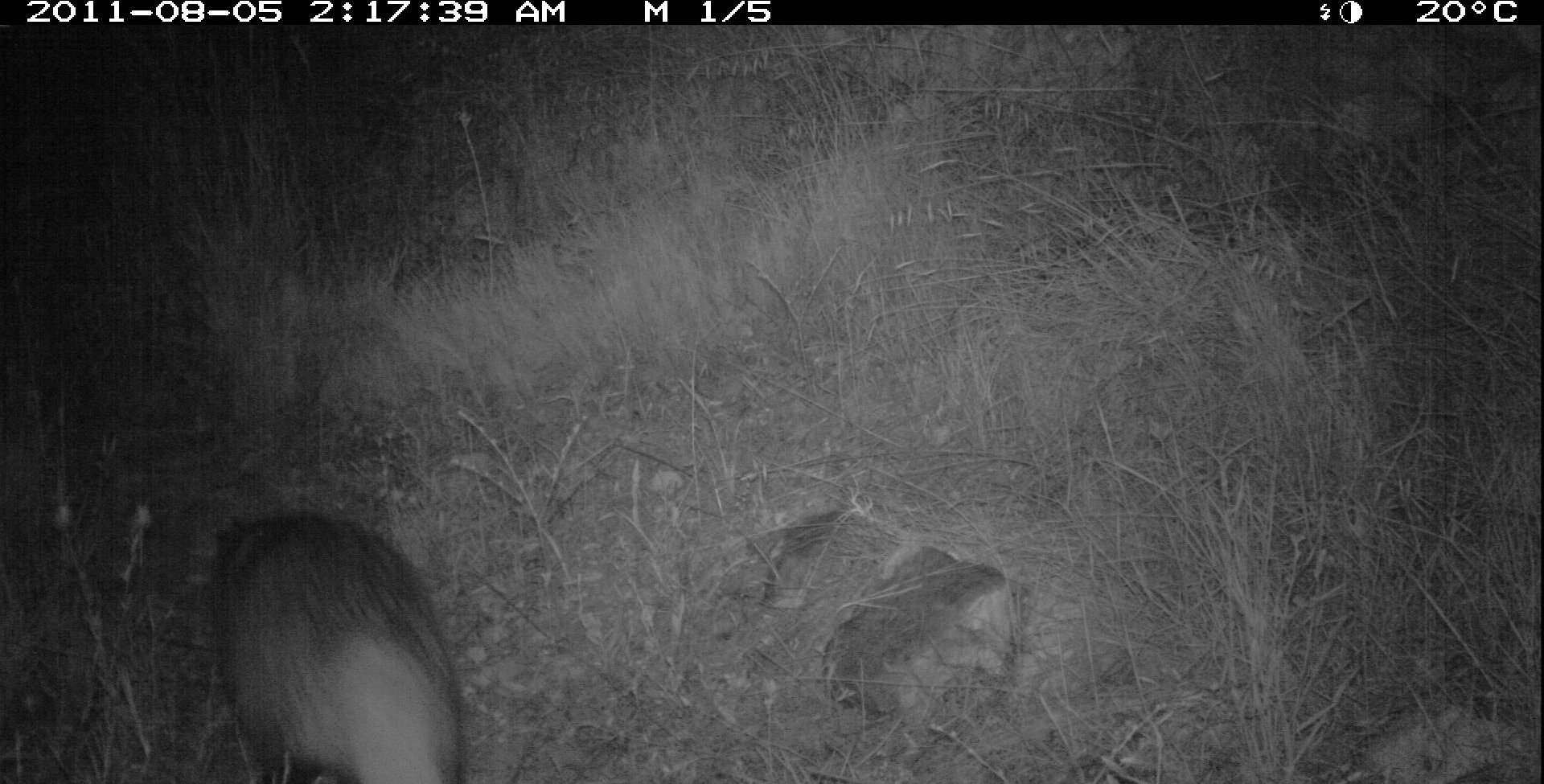 Badger
