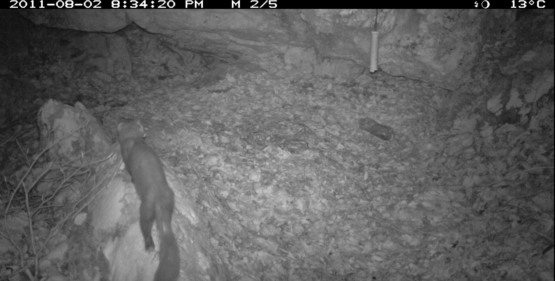 Marten spec