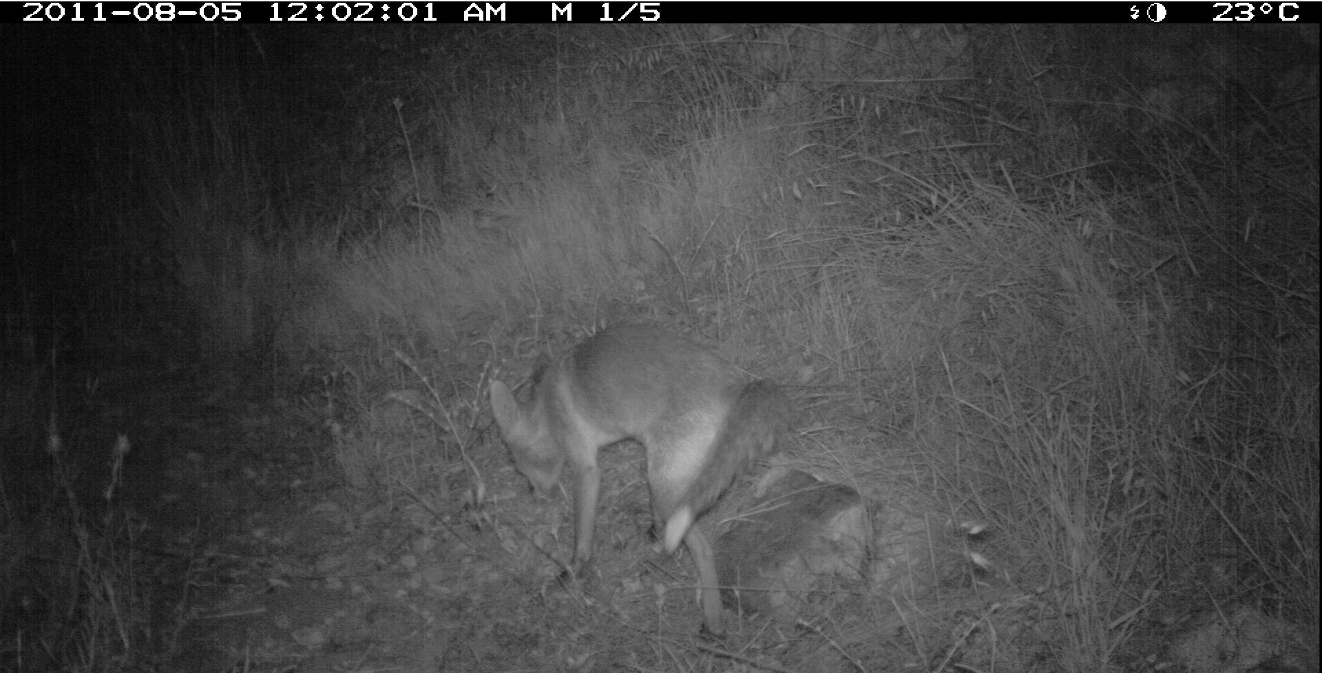 Red fox