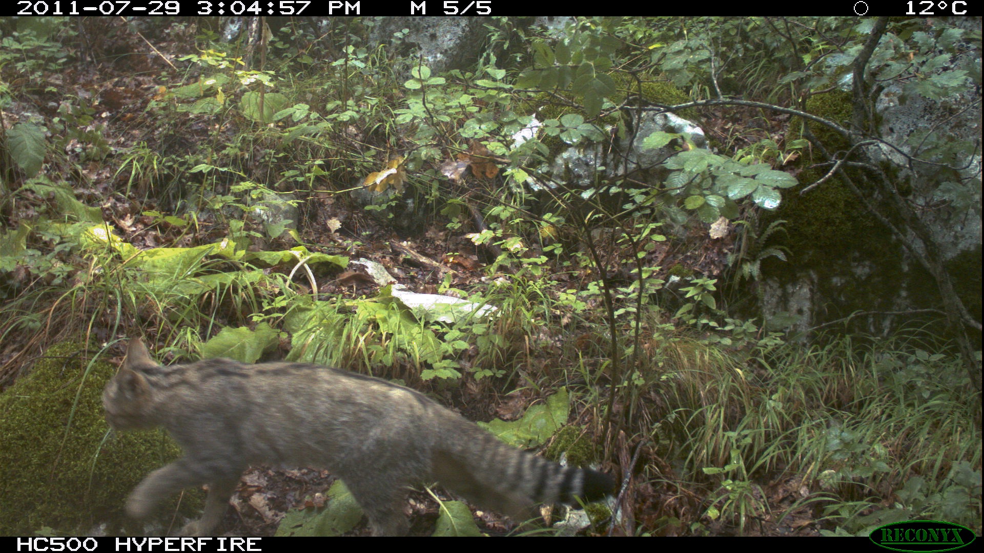 Wild Cat