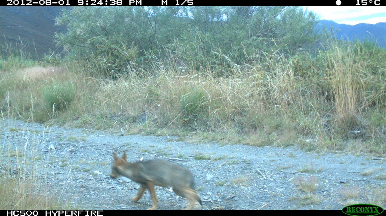 Wolf