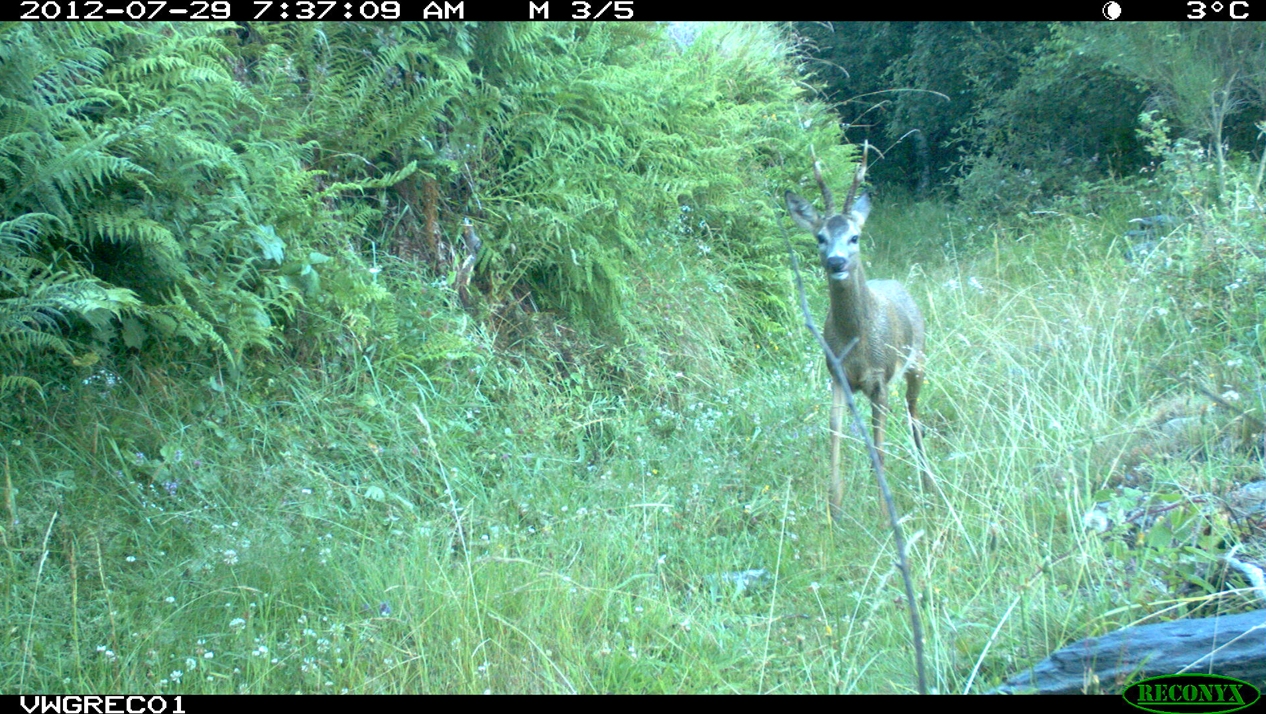 Roe deer