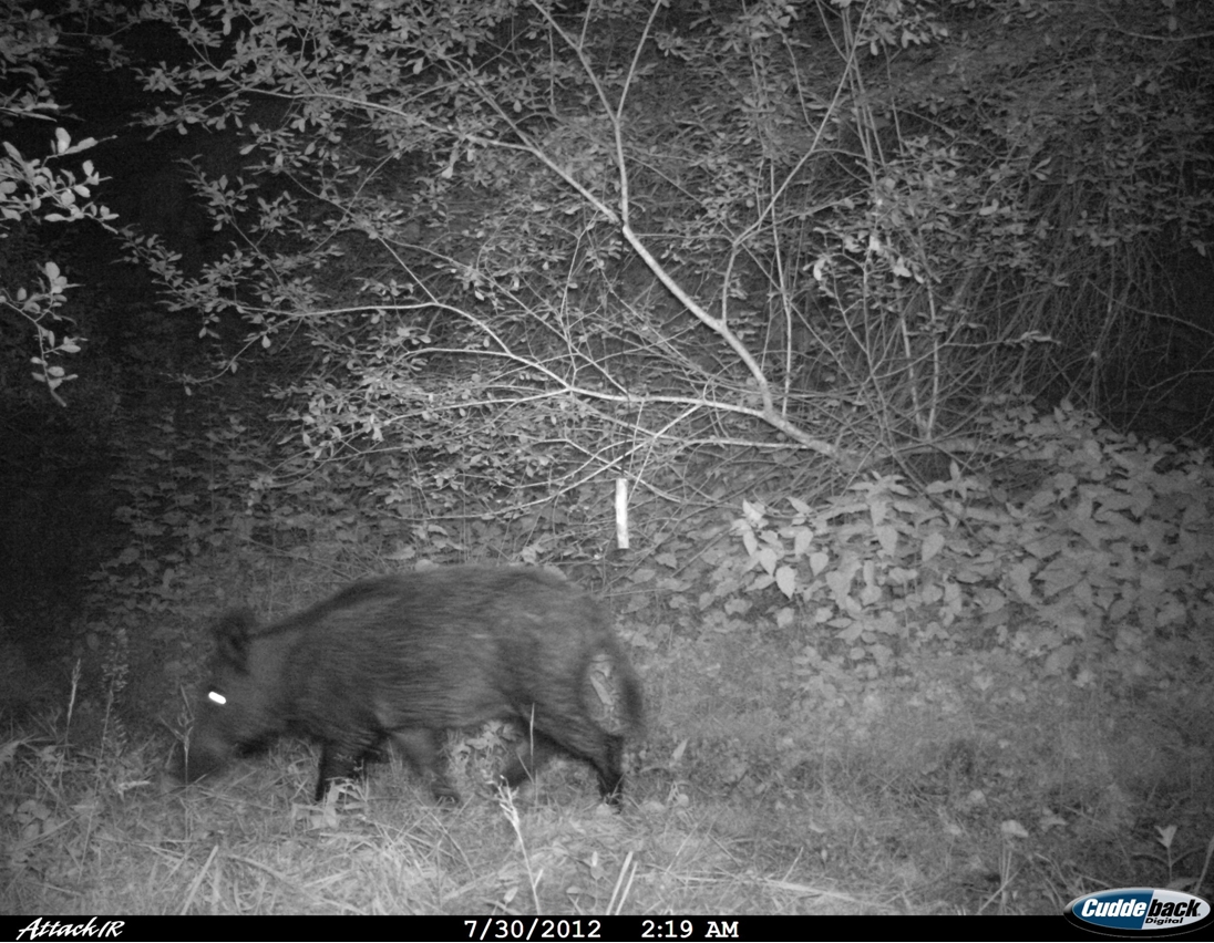 Wild boar
