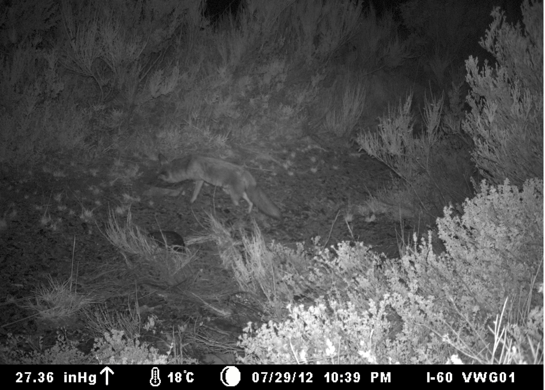 Red fox
