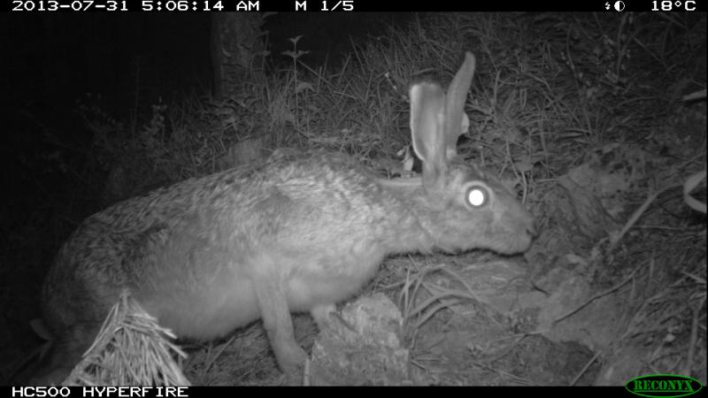Lepus europaeus
