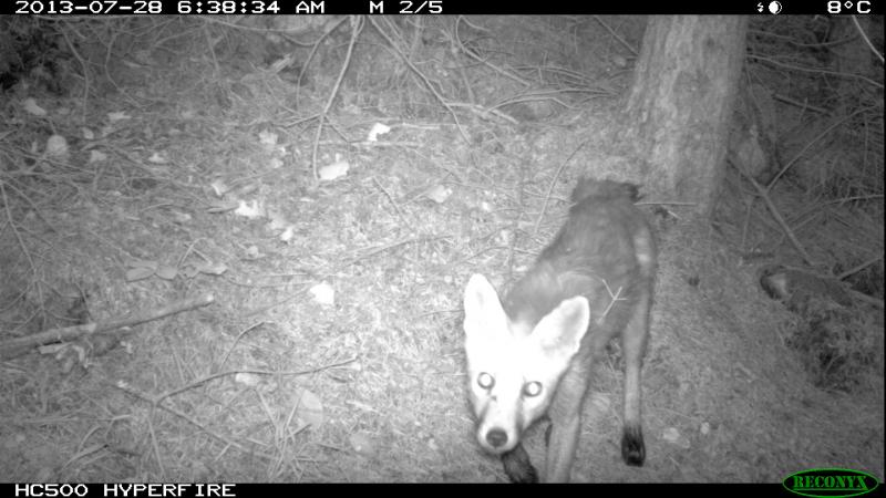 Vulpes vulpes
