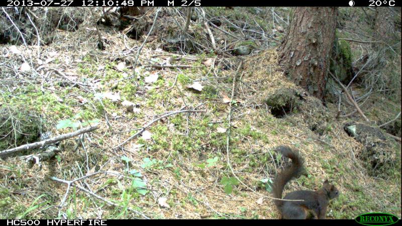 Sciurus vulgaris