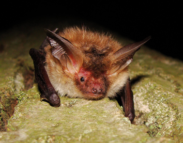 Bechsteins vleermuis (© Annemieke Ouwehand)
