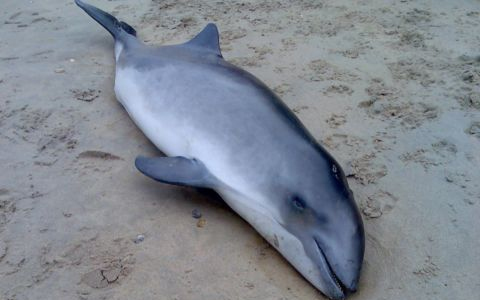 Aangespoelde bruinvis