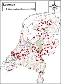 2008: Jaar van de Bunzing