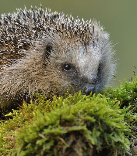 egel (© Edwin Kats)