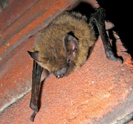 Gewone dwergvleermuis (foto Rob Koelman)