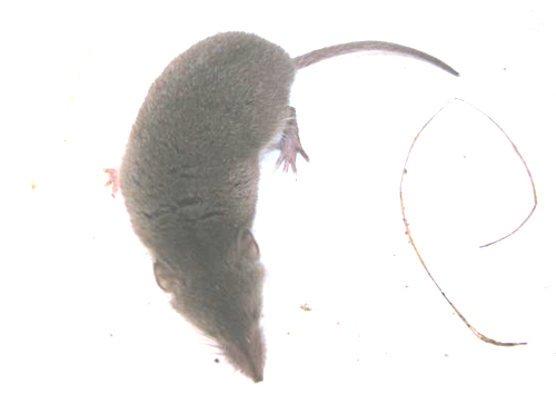 Huisspitsmuis
