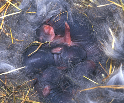 Nest jonge konijnen (© Rollin Verlinde / Vilda)
