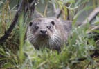 Otter (© Dick Klees)