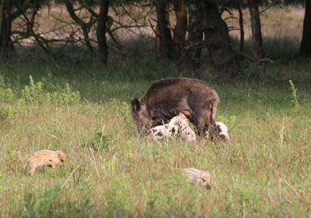 Wild zwijn