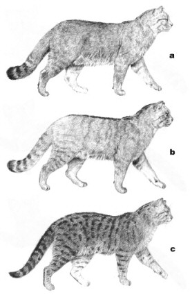 wilde kat herkennen