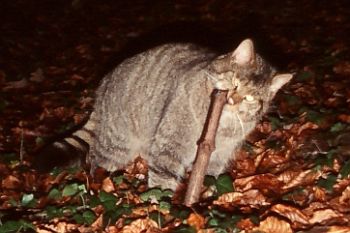wilde kat © Jaap Mulder