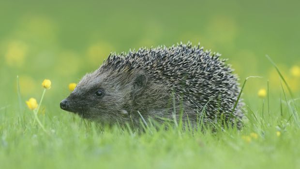 Egel (bron: Beverly Brouwer)