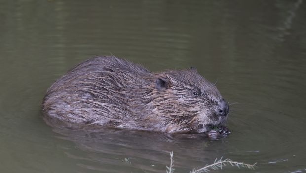 Bever (bron: Henk van Harskamp)