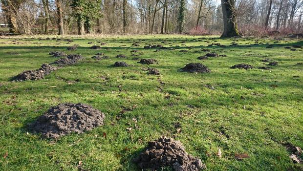 Een veld vol molshopen (Bron: Erik Korsten)