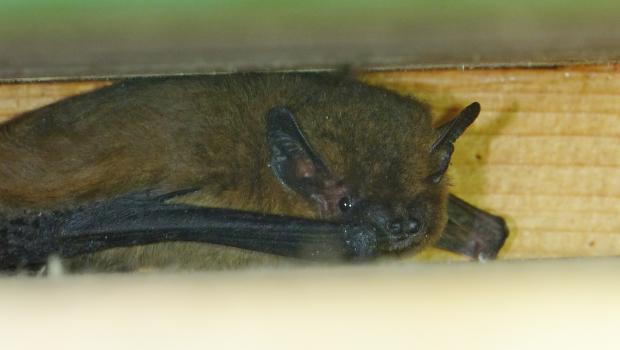 Gewone dwergvleermuis in vleermuiskast