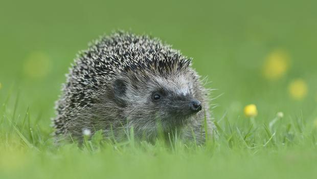 Egel (bron: Beverly Brouwer)