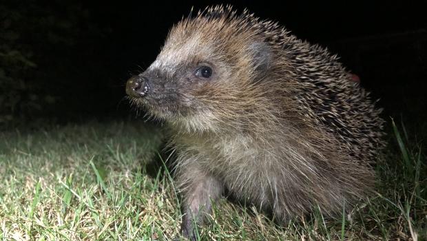 Egel