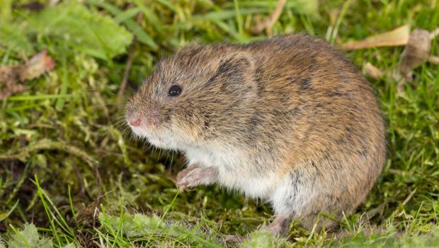 Noordse woelmuis (bron: Wesley Overman)