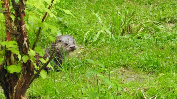 Europese otter