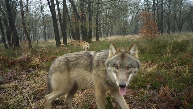 Wolvenfamilie op de Noord Veluwe
