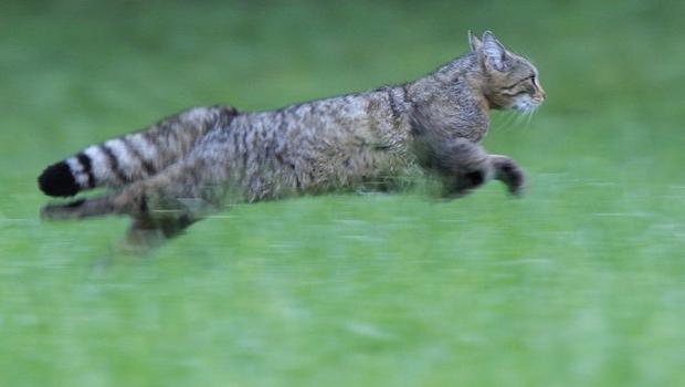 Wilde kat
