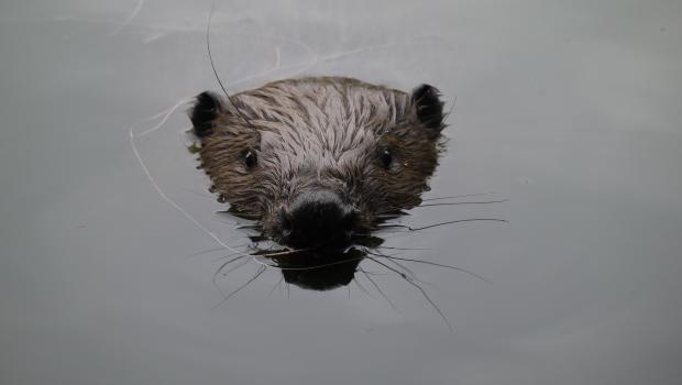 Bever kop