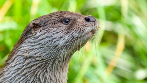 Otter