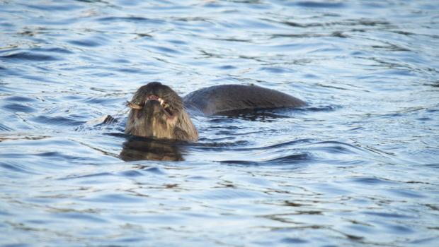 Kreeftetende otter