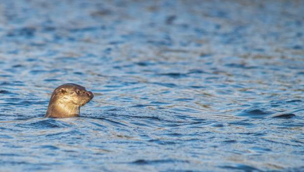 Otter