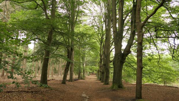 Laan in de Kaapse Bossen
