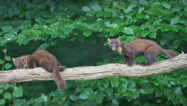 Twee jonge boommarters