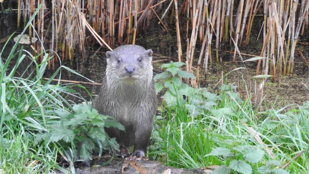 Otter