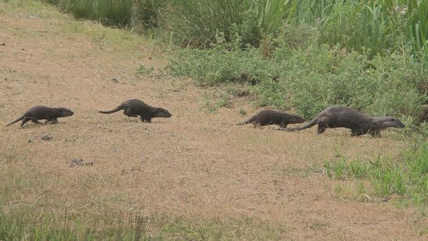 Otterfamilie bij Giethoorn