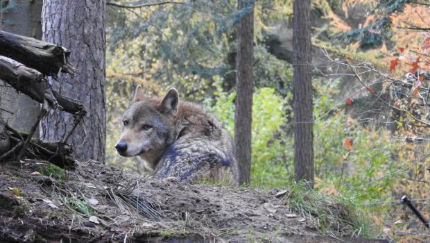 Een wolf in zijn leefgebied