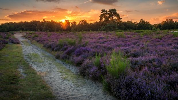 Namens miljoenen Nederlanders roepen 64 organisaties het kabinet op om door te pakken met natuurherstel 