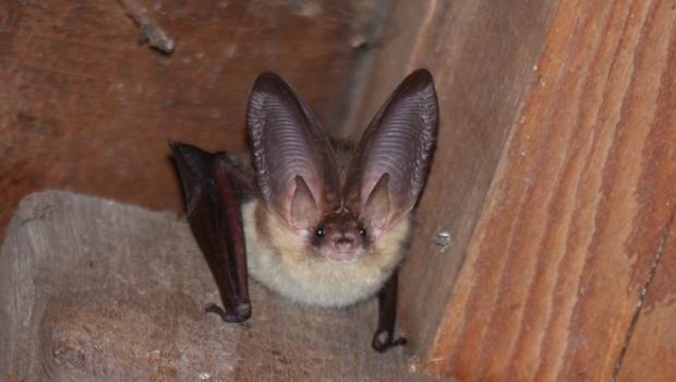 Gewone grootoorvleermuis