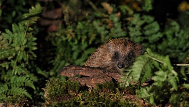 Egel (foto: Bastiaan Willemsen)