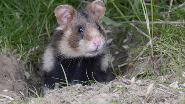 Hamster (foto: Henk van Harskamp)